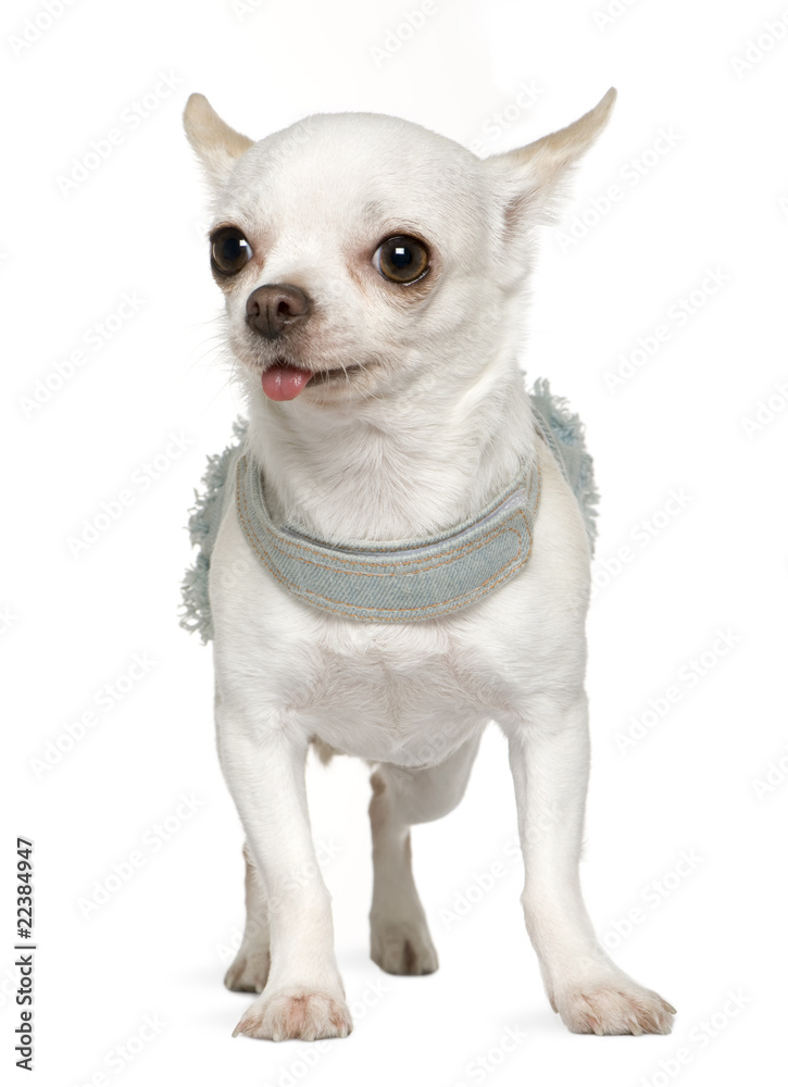 Dressed up Chihuahua, 3 years old