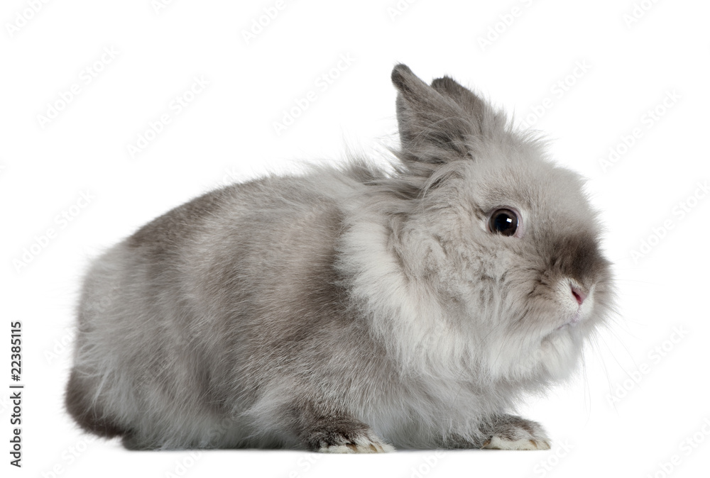 Rabbit, 1 year old, in front of white background