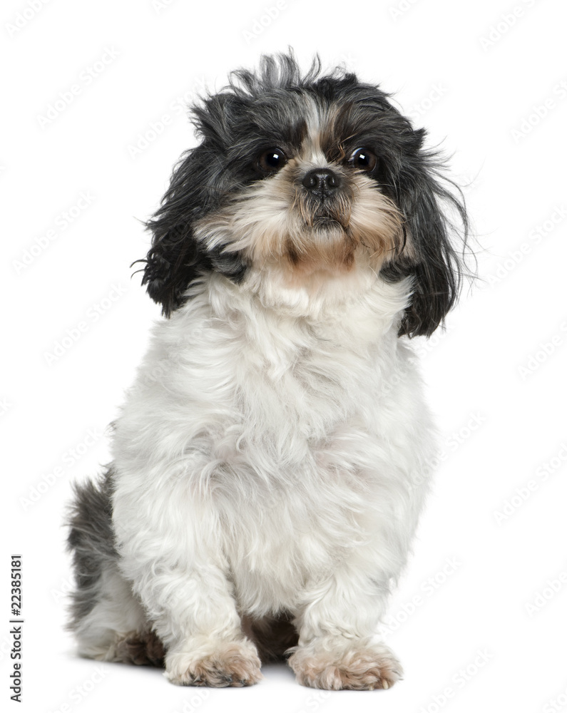 Shih Tzu, 7 years old, sitting in front of white background