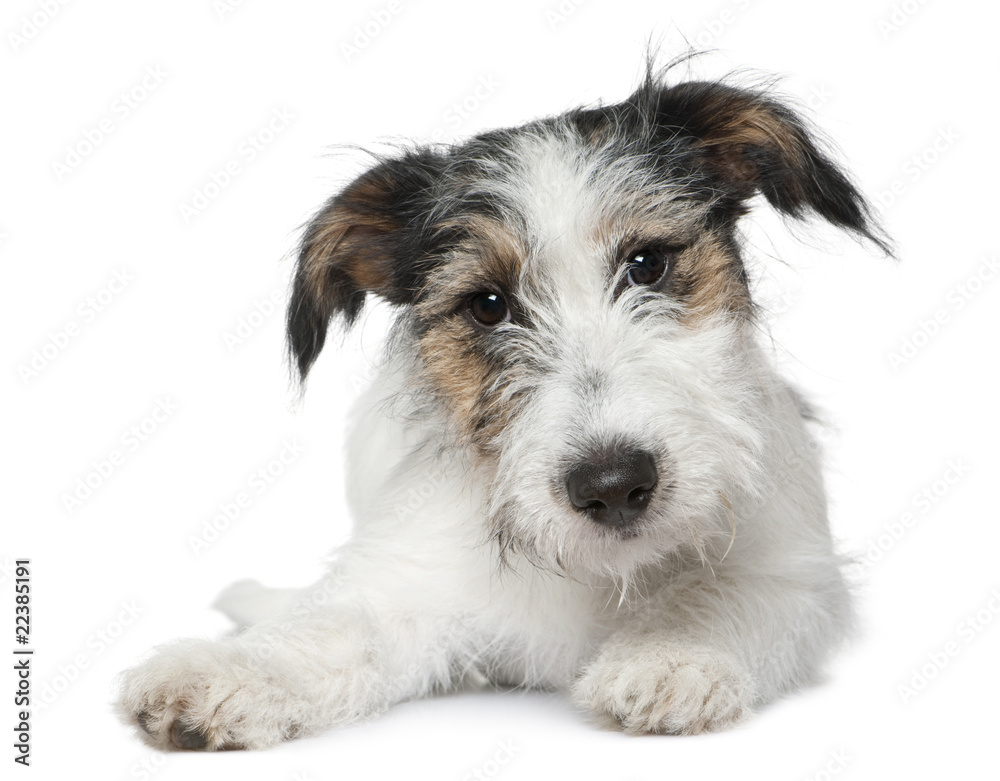 Jack Russell Terrier, 5 months old