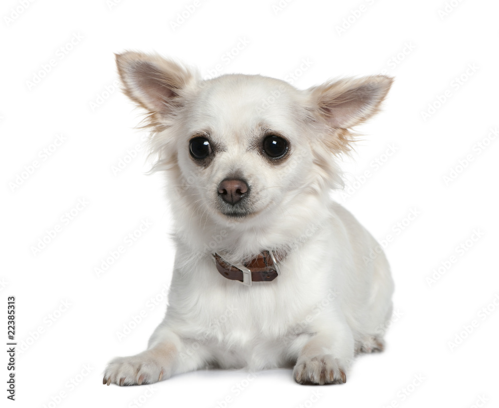 Chihuahua, 1 year old, in front of white background