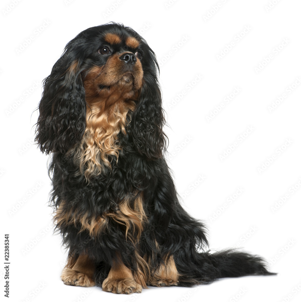 Cavalier king Charles dog, 1 year old, sitting in front of white