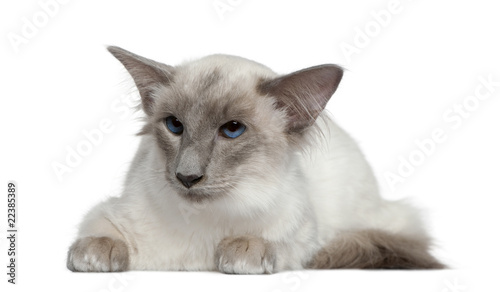 Balinese, 1 year old, lying in front of white background