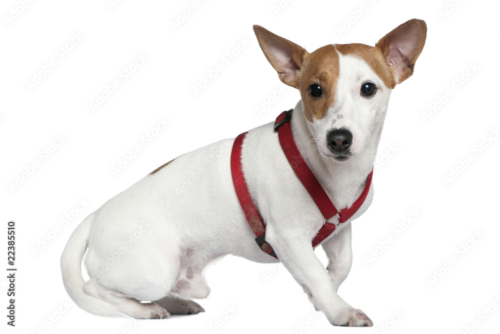 Jack Russell terrier in collar, 2 years old, sitting in front of