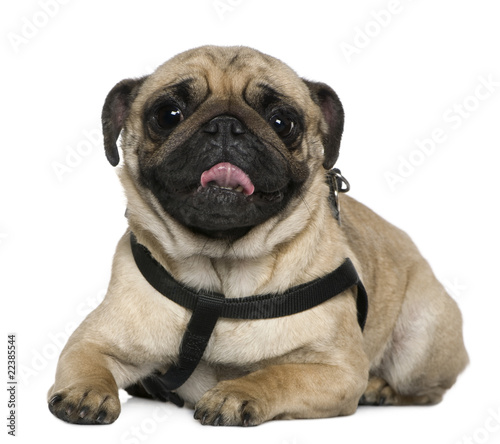 Pug, 2 Years old, lying in front of white background