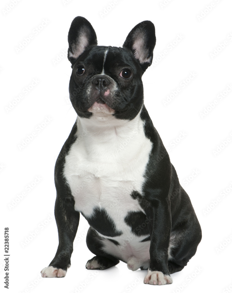 French bulldog, 1 and a half years old