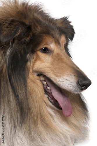 Close-up of Rough collie with tongue out, 5 years old © Eric Isselée