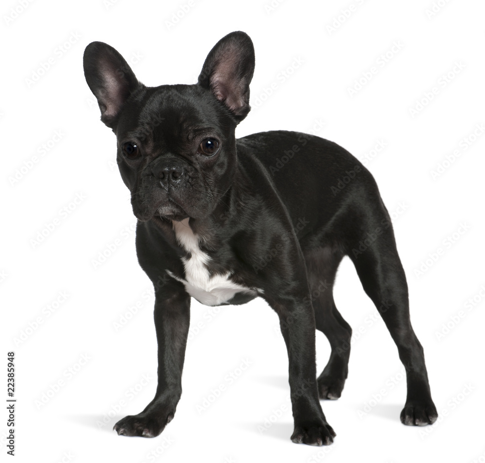 French bulldog, 8 months old