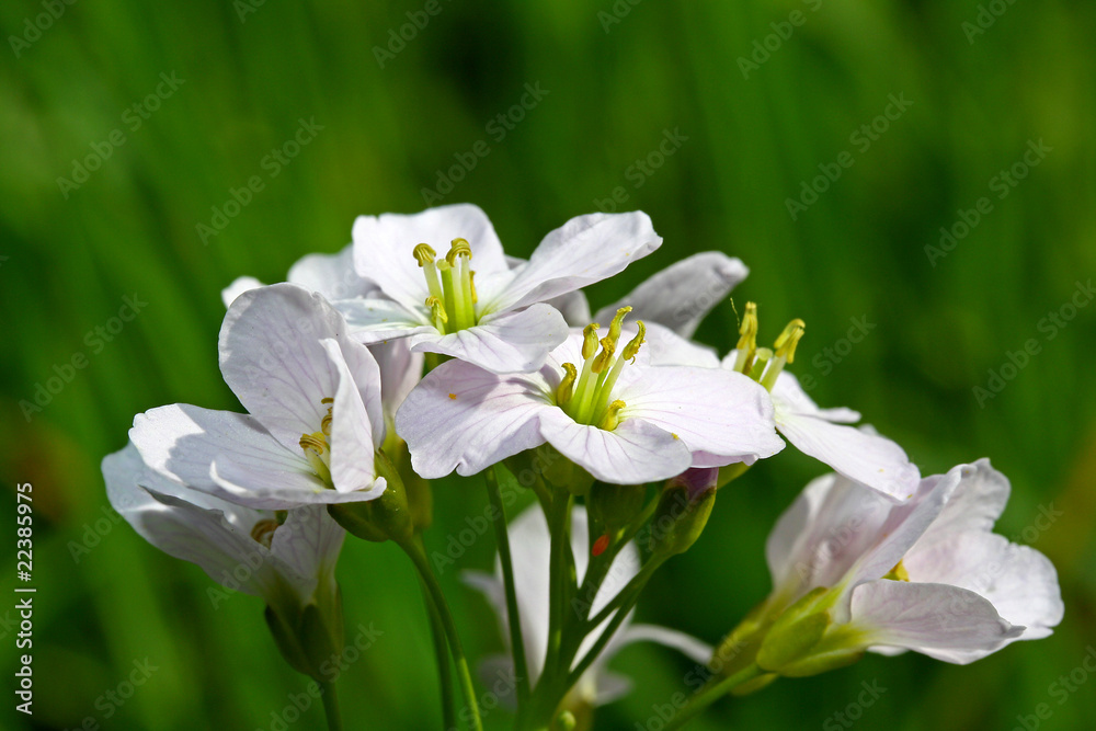 Obraz premium Wiesenschaumkraut