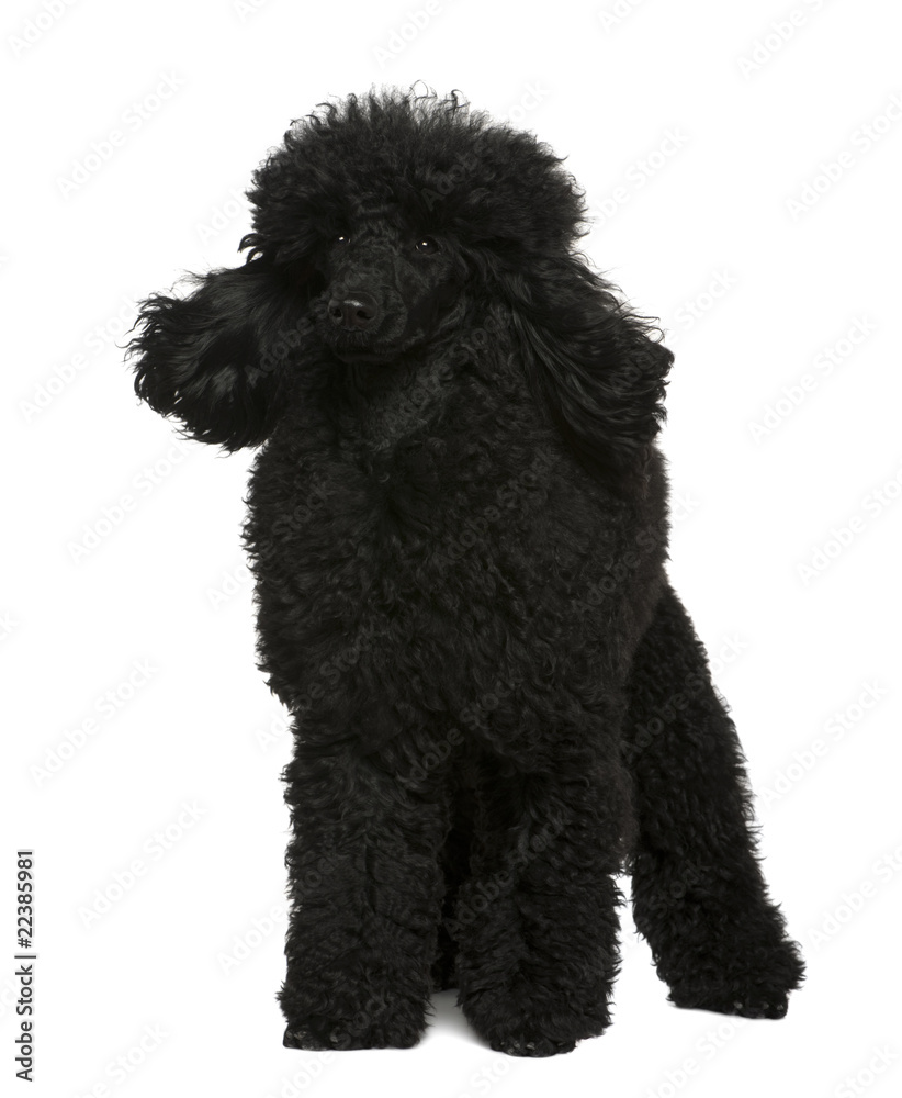 Poodle, 10 months old, standing in front of white background Poodle, 10 months old, standing in front of white background