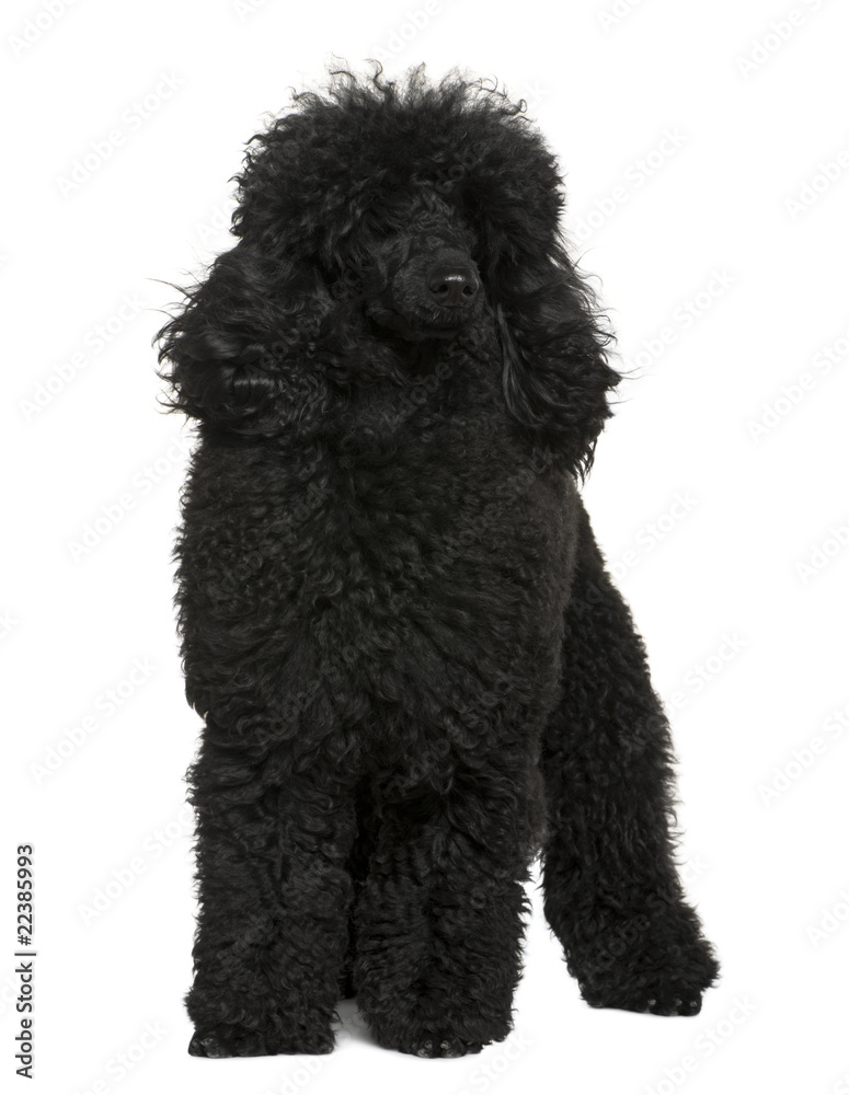 Poodle, 10 months old, standing in front of white background Poodle, 10 months old, standing in front of white background