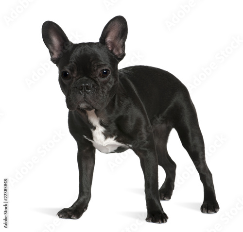 French bulldog  8 months old