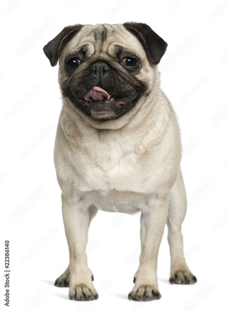 Pug, 2 Years old, standing in front of white background