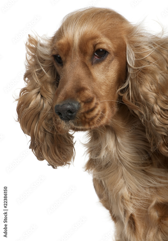 English Cocker spaniel with hair blowing in the wind, 18 months