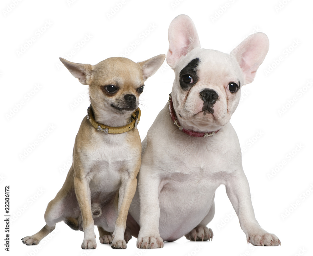 French bulldog and Chihuahua, 5 months old and 1 and a half year