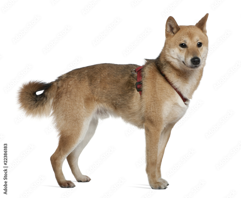 Shiba inu, 2 years old, standing in front of white background
