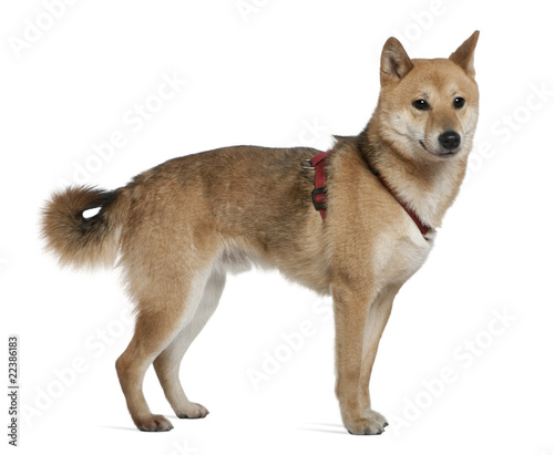 Shiba inu  2 years old  standing in front of white background