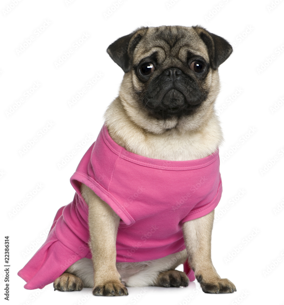 Pug dressed in pink, 7 months old