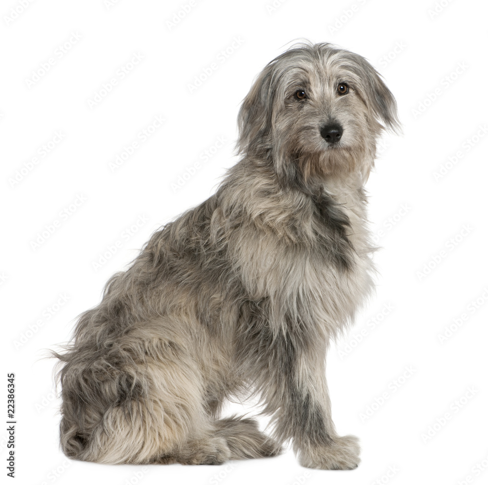 Pyrenean Shepherd dog, 7 months old Pyrenean Shepherd dog, 7 months old