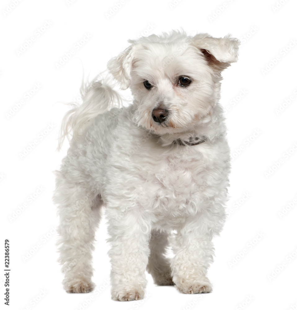 Maltese, 8 years old, standing in front of white background
