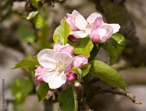 delicate pink apple-blossom