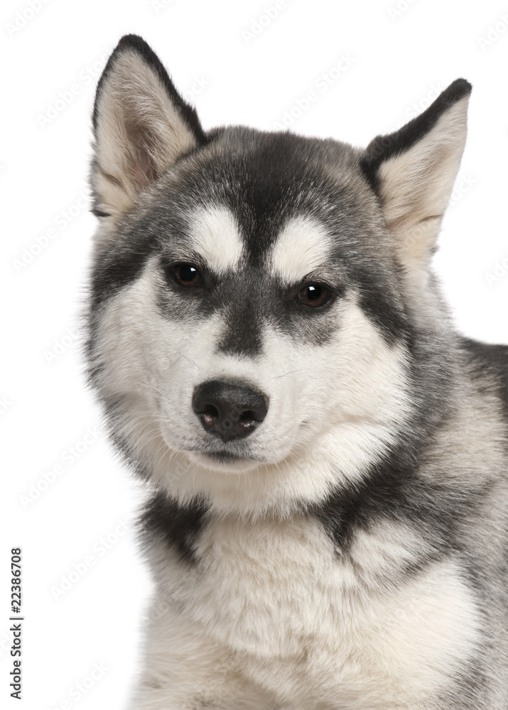 Close-up of Siberian husky, 6 months old