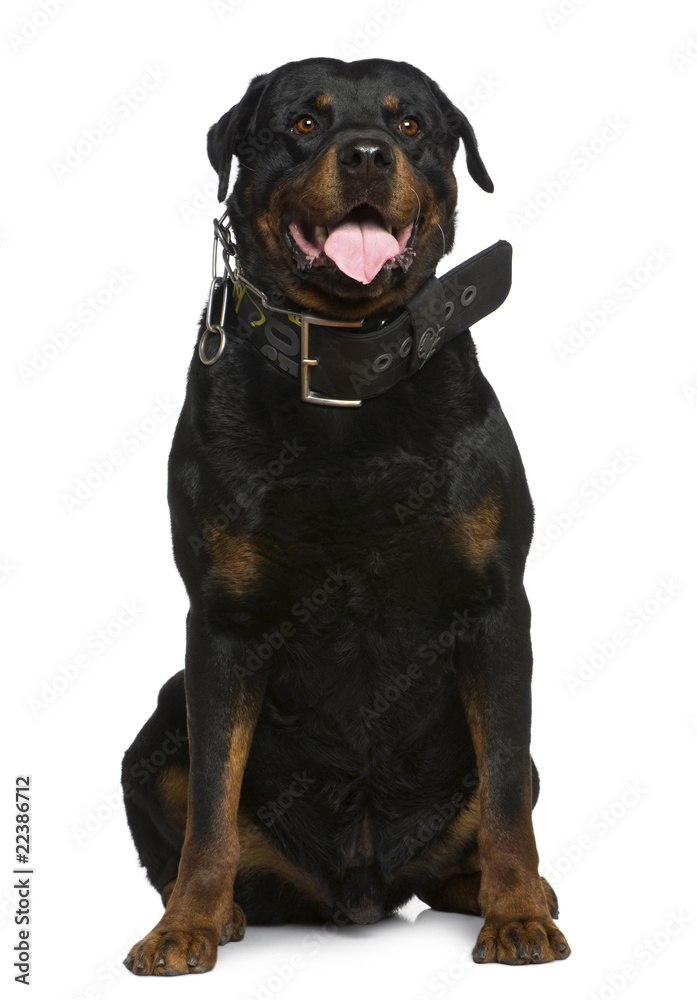 Rottweiler, 5 years old, sitting in front of white background