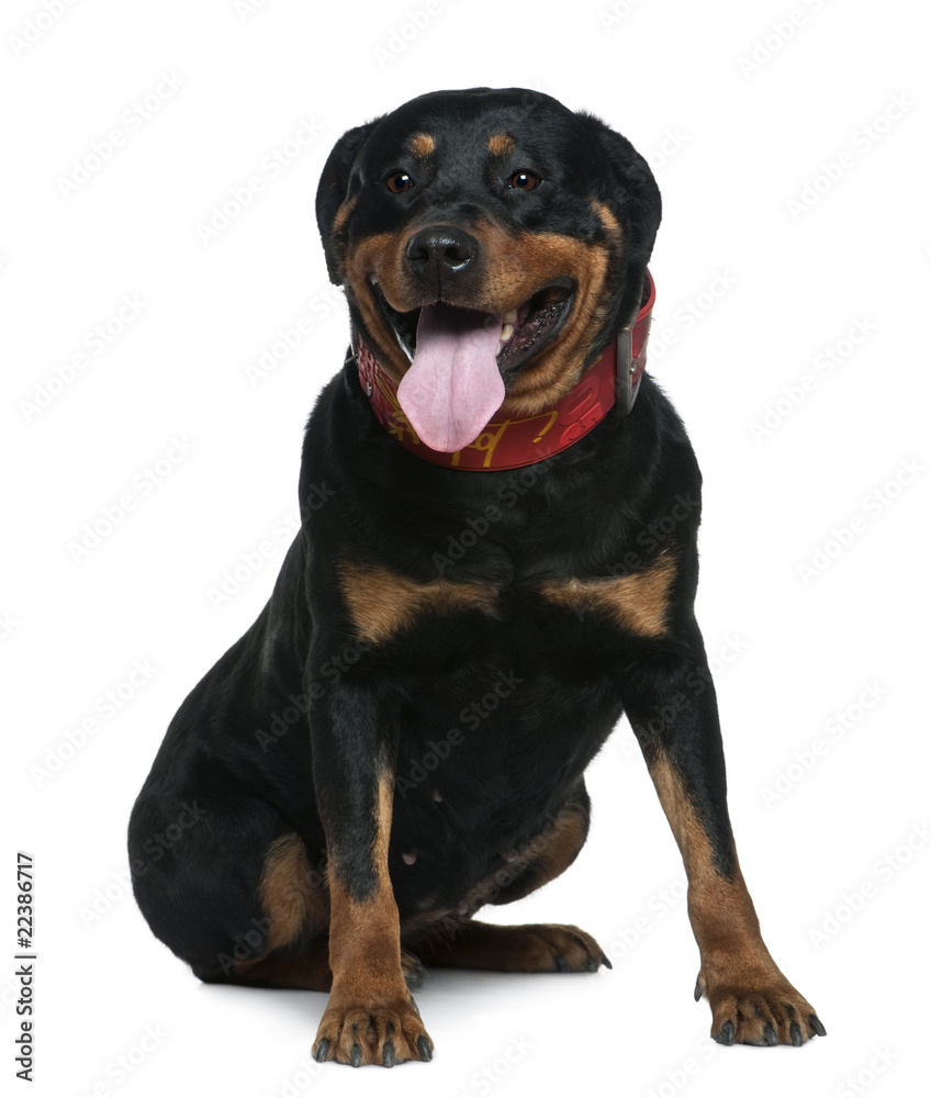 Rottweiler, 7 years old, sitting in front of white background