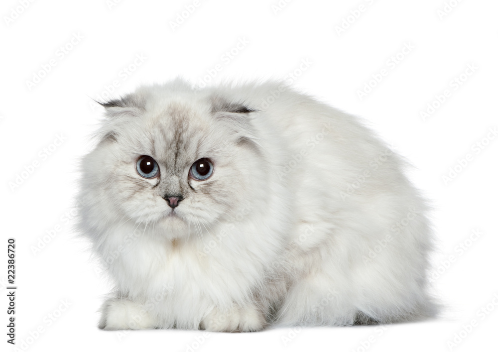 Highland fold cat, 11 months old, in front of white background
