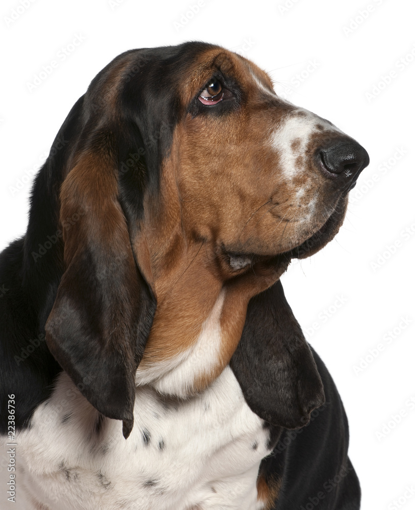 Close-up of Basset hound, 2 years old