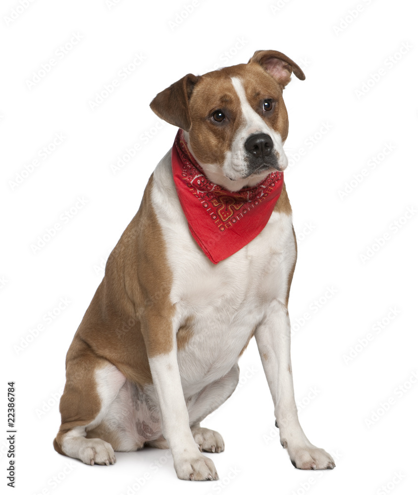 American Staffordshire terrier wearing handkerchief, 5 years old