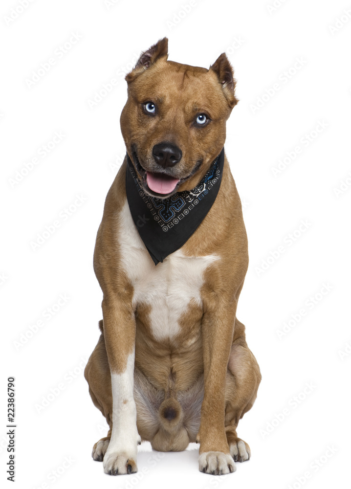 American Staffordshire terrier wearing handkerchief, 2 years old