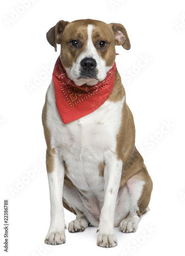American Staffordshire terrier wearing handkerchief, 5 years old © Eric Isselée