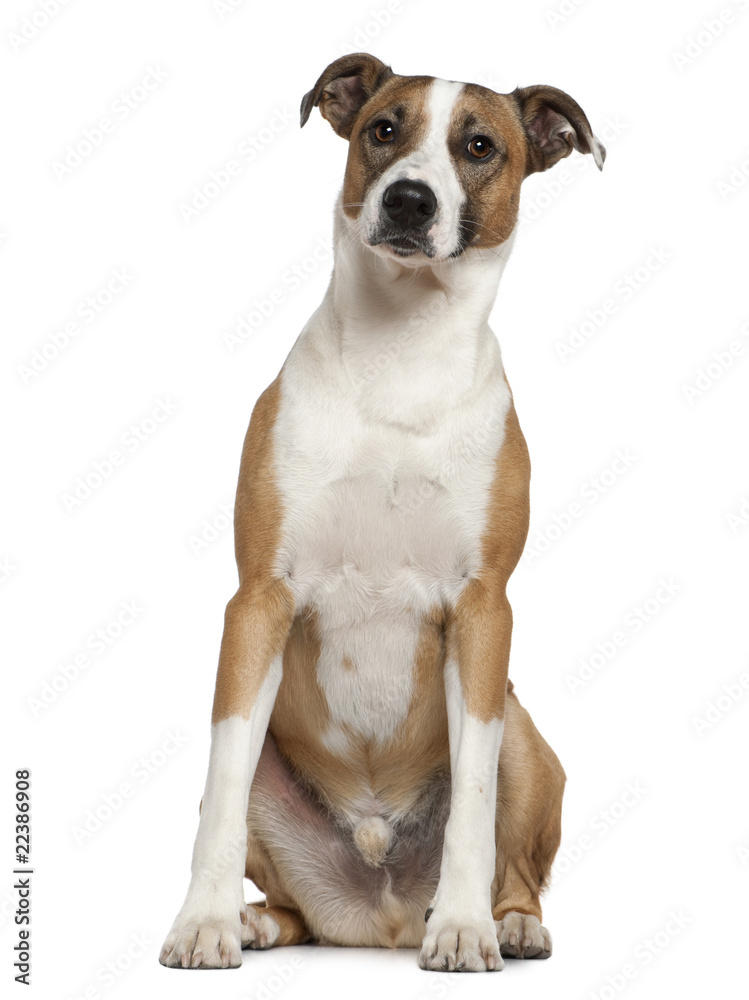 Levrier dog, 2 and a half years old Levrier dog, 2 and a half years old