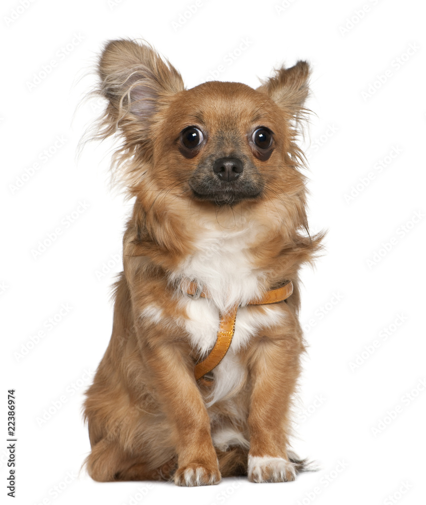 Chihuahua, 7 months old, sitting in front of white background Chihuahua, 7 months old, sitting in front of white background