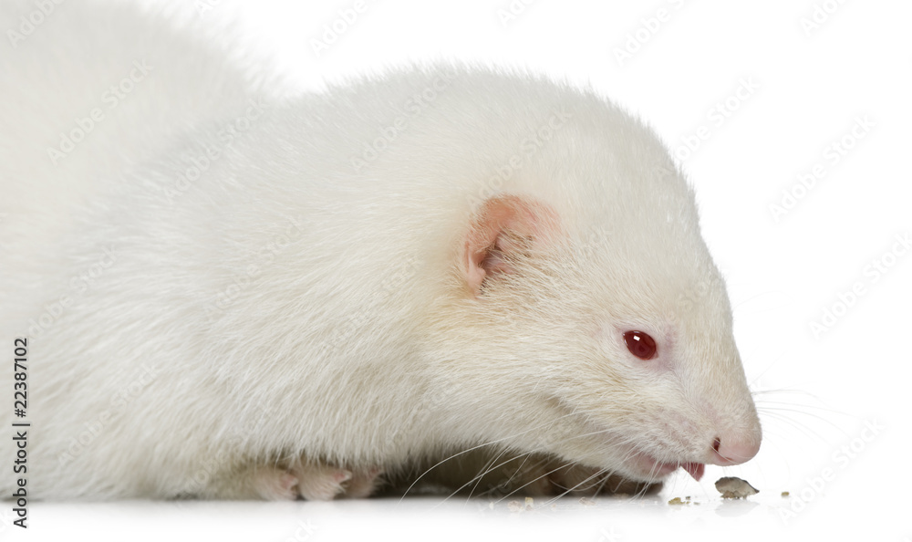 Ferret eating crumbs, 3 years old, in front of white background