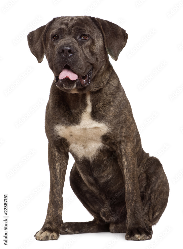 Obraz premium Cane corso dog, 13 months old