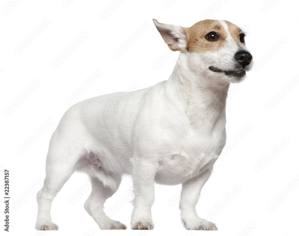 Jack Russell Terrier, 2 years old