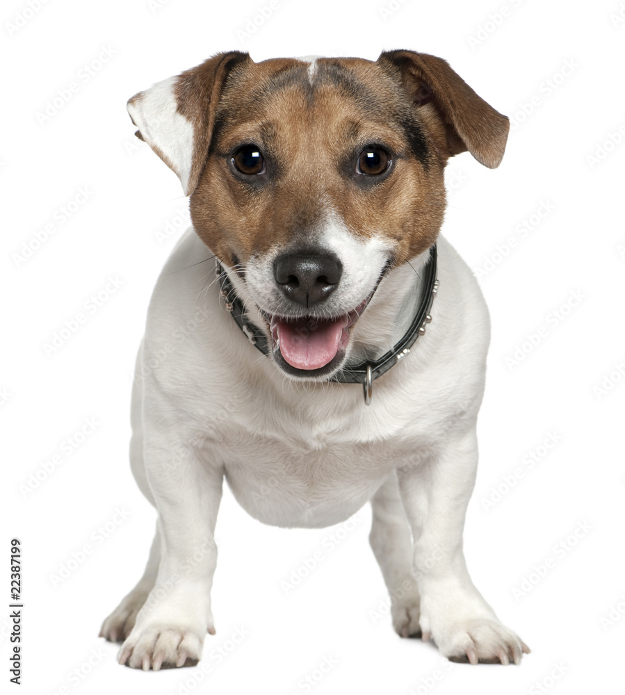 Jack Russell Terrier, 2 and a half years old