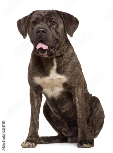 Cane corso dog, 13 months old