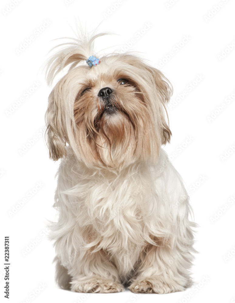 Shih Tzu, 4 years old, in front of white background Shih Tzu, 4 years old, in front of white background