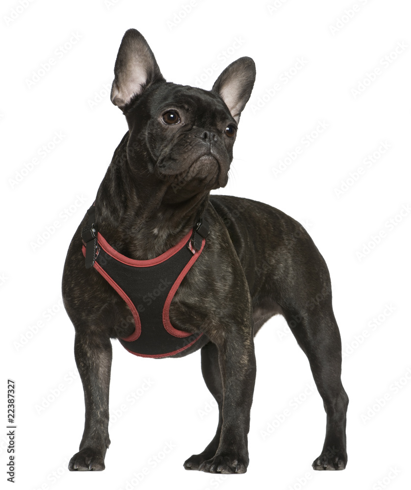 French bulldog, 9 months old