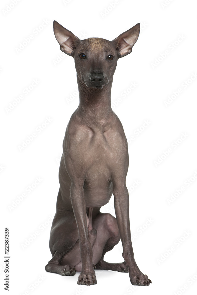 Peruvian hairless dog, 8 months old, sitting in front of white b