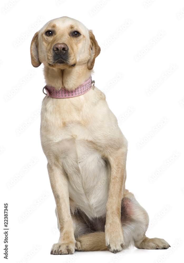Labrador, 4 years old, sitting in front of white background Labrador, 4 years old, sitting in front of white background