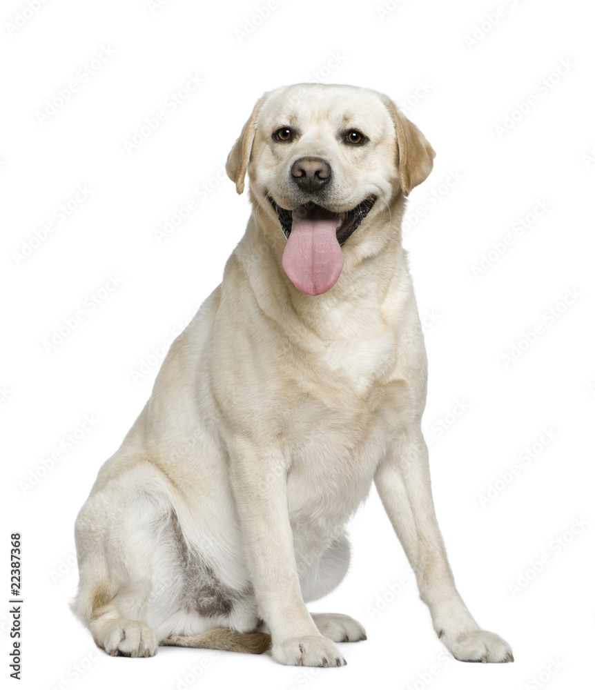 Labrador Retriever, 15 months old Labrador Retriever, 15 months old