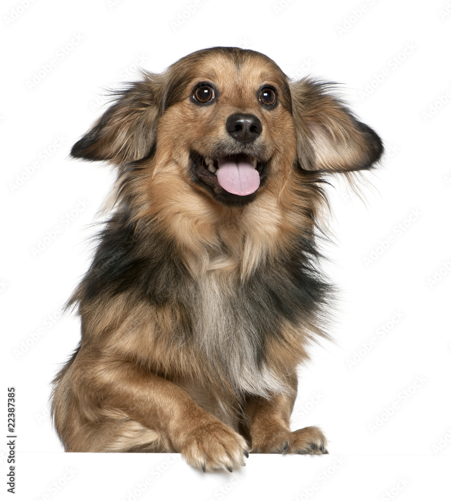 Dachshund, 6 years old, in front of white background