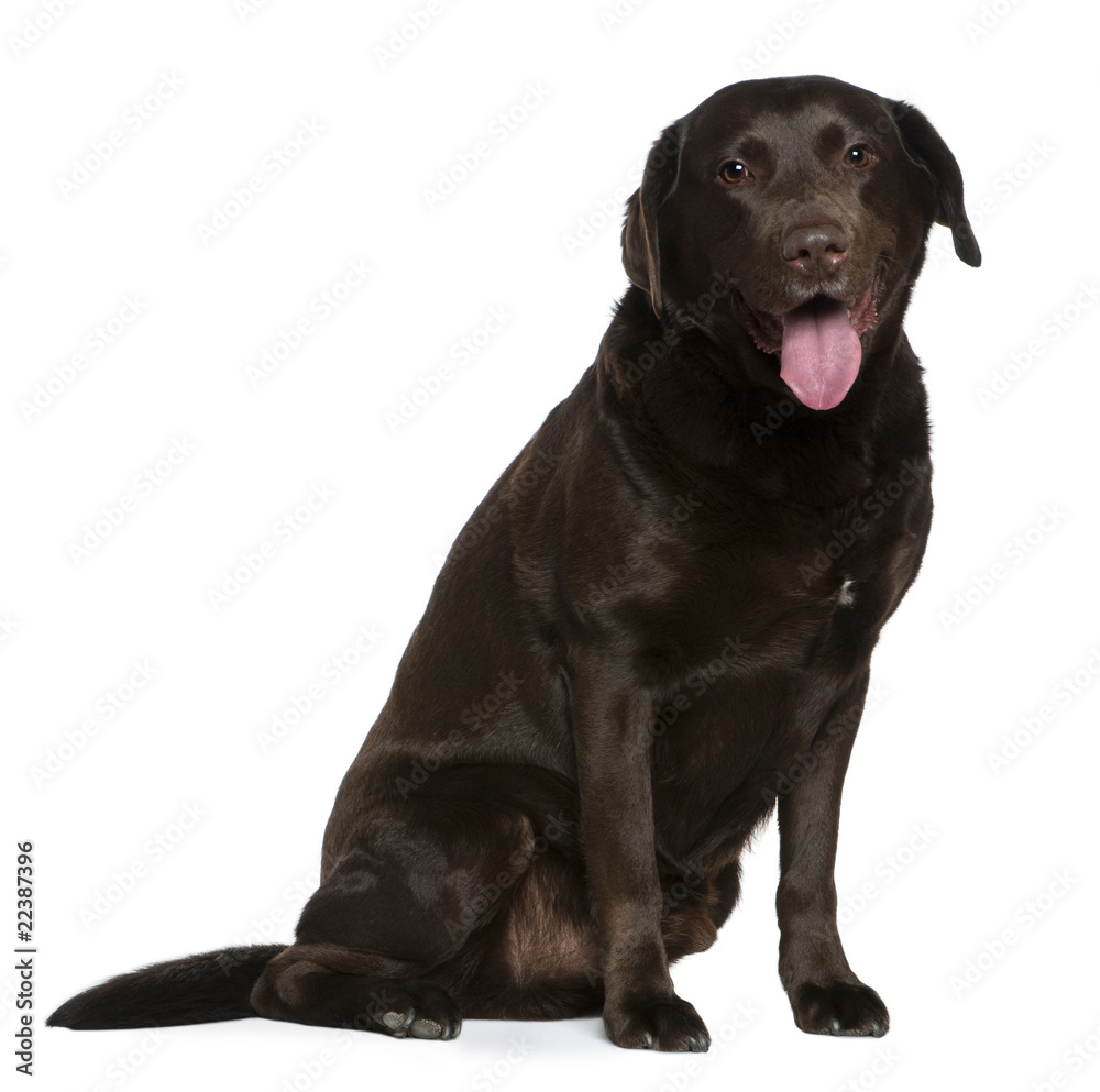 Labrador, 7 years old, sitting in front of white background