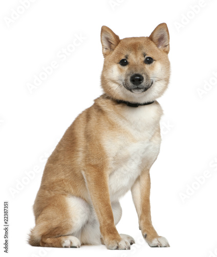 Shiba Inu, 11 months old, sitting in front of white background