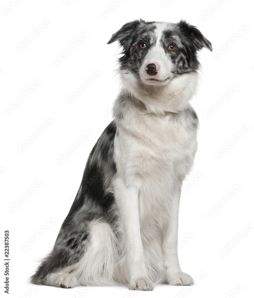 Border Collie, 11 months old