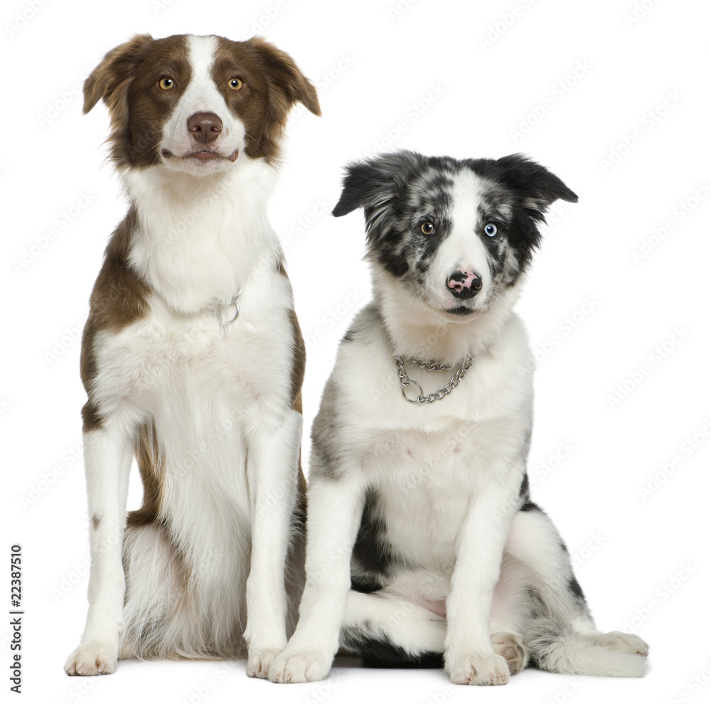 Two Border Collies, 11 months and  4 months old